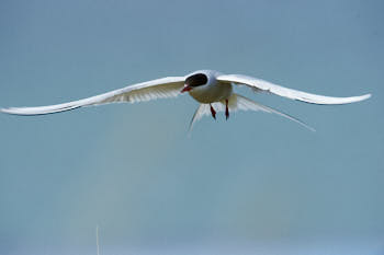 Oiseaux de mer<br>NIKON D4, 500 mm, 800 ISO,  1/2500 sec,  f : 8 